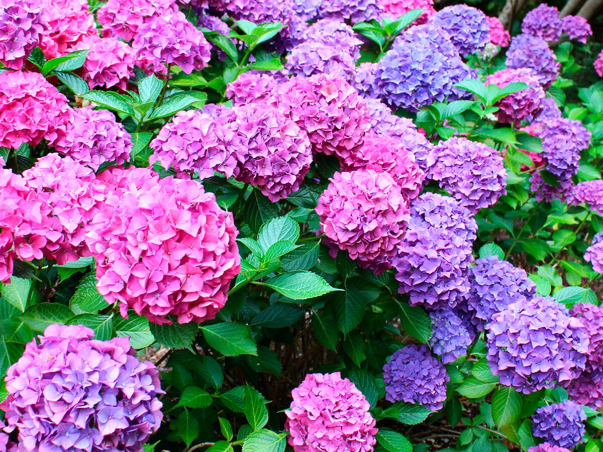 Que Mettre Au Pied Des Hortensias Quelle Plante Mettre Au Pied Des