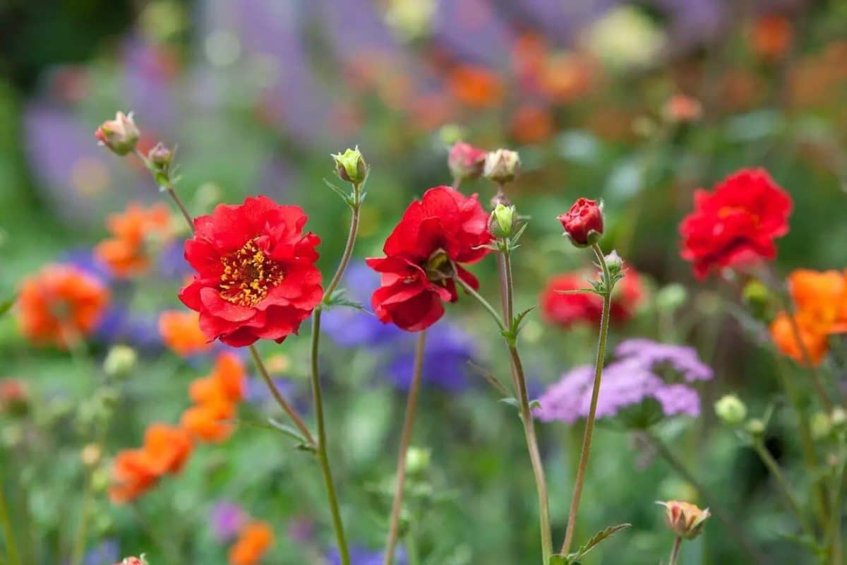 Comment prendre soin des fleurs Atmosphère du Jardin