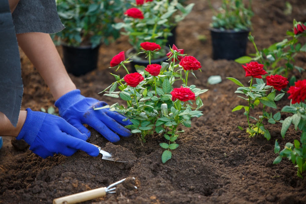Comment planter des fleurs pour votre jardin ? - Atmosphère du Jardin