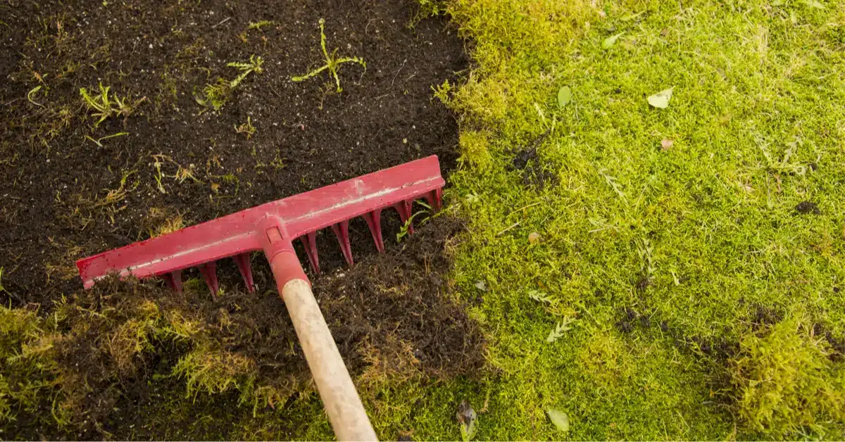 Comment Avoir Une Belle Pelouse Sans Mousse Atmosphère Du Jardin 